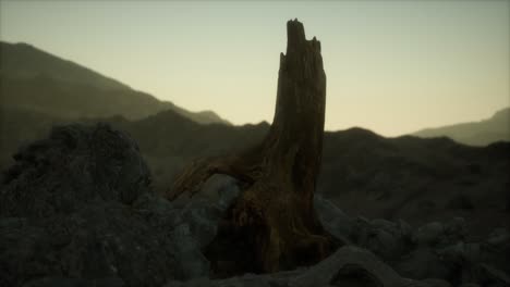 Dead-pine-tree-at-granite-rock-at-sunset